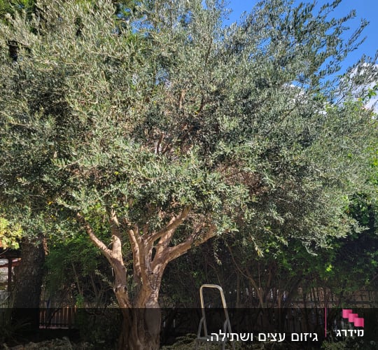 עץ זית עם סולם לגיזום בגינה